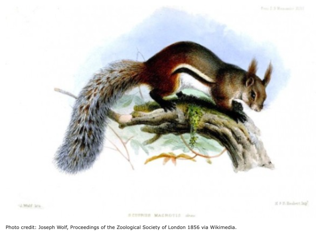 Killer Borneo Squirrel