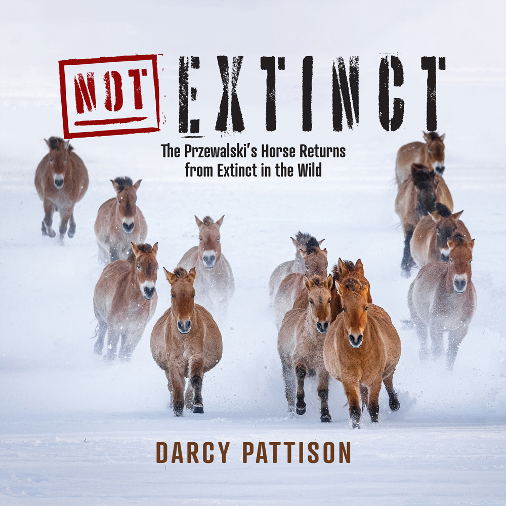 Cover of the book Not Extinct by Darcy Pattison. A herd of Przewalski’s horses runs through snow, kicking up powder. The subtitle reads, “The Przewalski’s Horse Returns from Extinct in the Wild.”